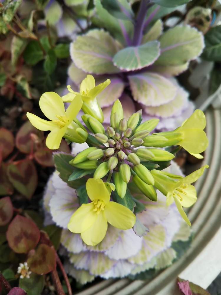 エクステリアの画像 by KELO-GUさん | エクステリアとみどりのある暮らしとわくわく春の新芽&つぼみ祭りと観葉植物と植物のある暮らしと♯葉牡丹と植中毒と花のある暮らし