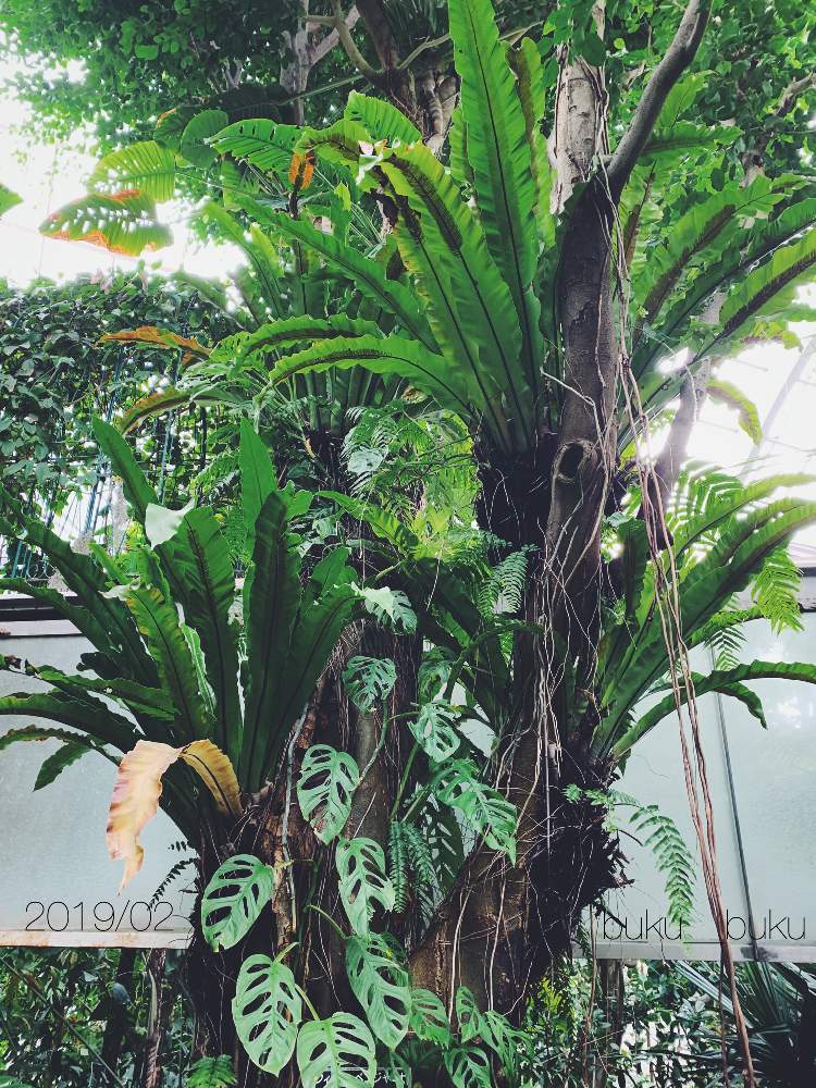 お出かけ先の画像 by buku __bukuさん | お出かけ先とオオタニワタリと着生植物と気根と板橋区立熱帯環境植物館とGS映えと熱帯植物とジメジメ系
