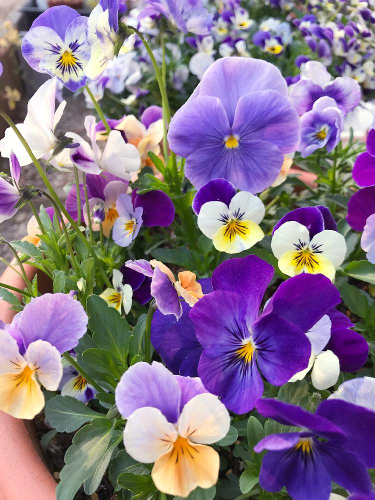 の画像 by ケーコさん | 花が開きました❣️とビオラ・パンジーとビオラミックスとビオラの季節と鉢植えとビオラの寄せ植えともりもりと花のある暮らしと咲いた!