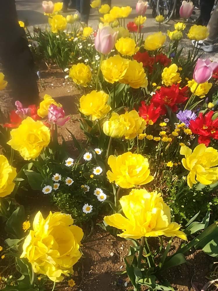 お出かけ先の画像 by オアシス☆さん | お出かけ先と八重咲きチューリップと幸せの黄色いお花とさくら広場と平成♡幸せの黄色いお花ときいろいお花といやされるとMNC