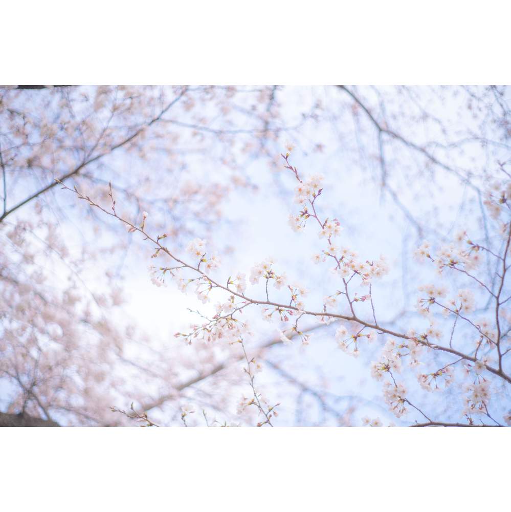 お出かけ先の画像 by ゆーのさん | お出かけ先と色が素敵とお花を楽しむと『2019桜』フォトコンテストと心落ち着くとオールドレンズと日本庭園とGS映えと今日の一枚とさくら 桜 サクラと優しい色の花と癒され風景と花のある暮らしとお花といやされると写真好きな人と繋がりたいとふんわり