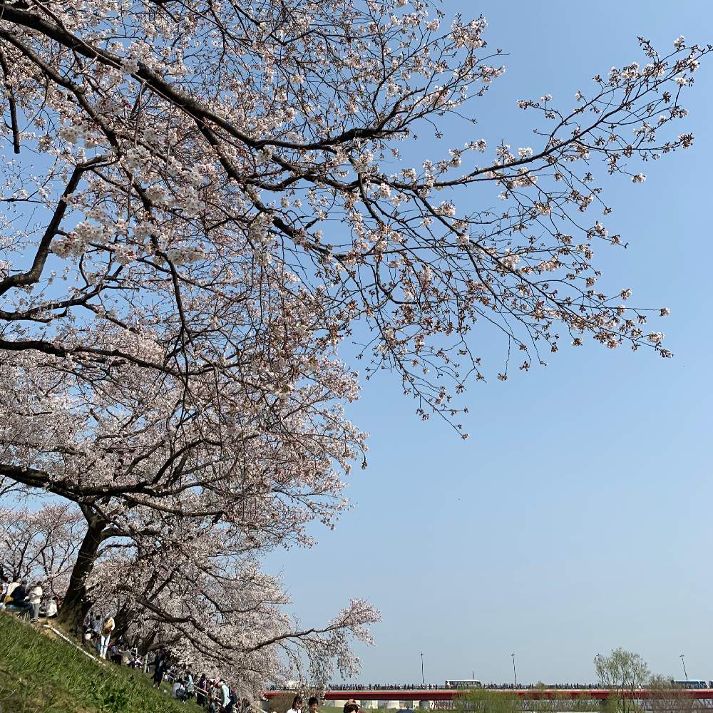 お出かけ先の画像 by MAKIさん | お出かけ先と『2019桜』フォトコンテストと春爛漫!とさくら 桜 サクラと日本の四季と花のある暮らしと春到来!