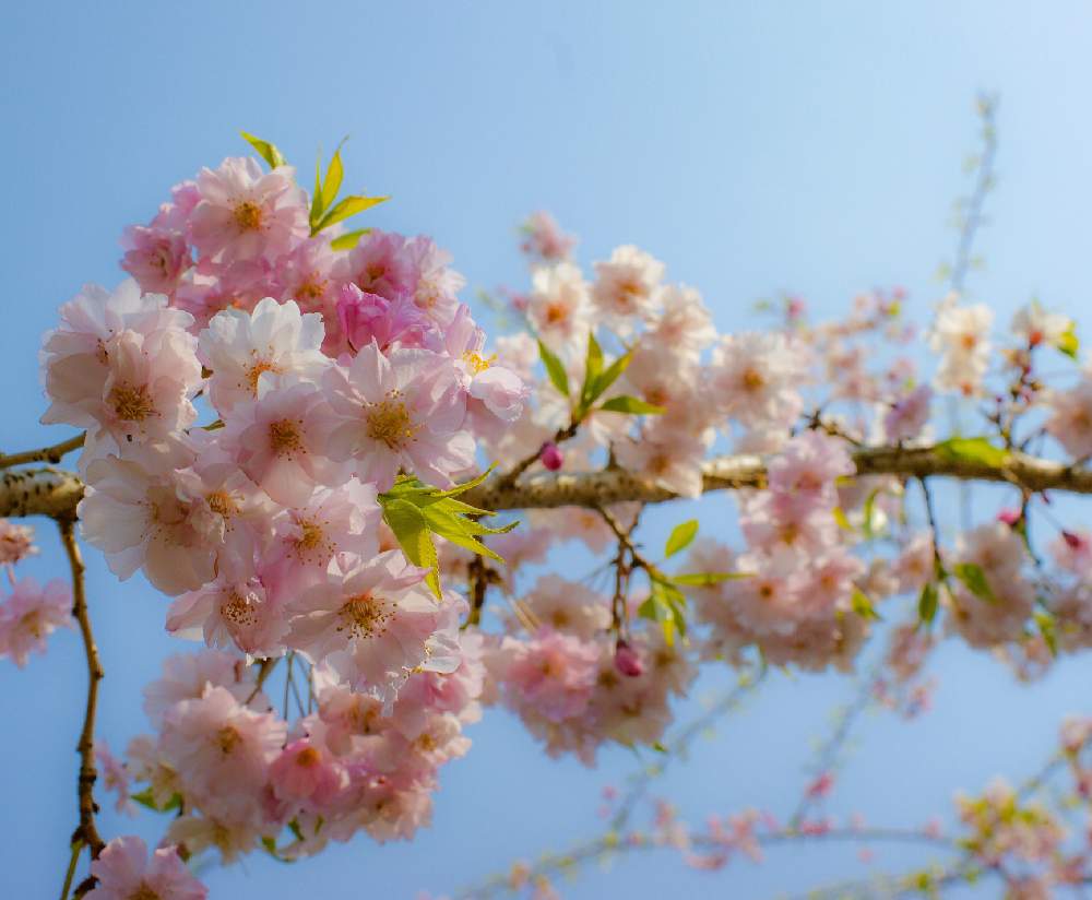 お出かけ先の画像 by ぽかぽかなおさん | お出かけ先としだれ桜と『2019桜』フォトコンテストと散歩とお花見と近所のお寺とお花と青空