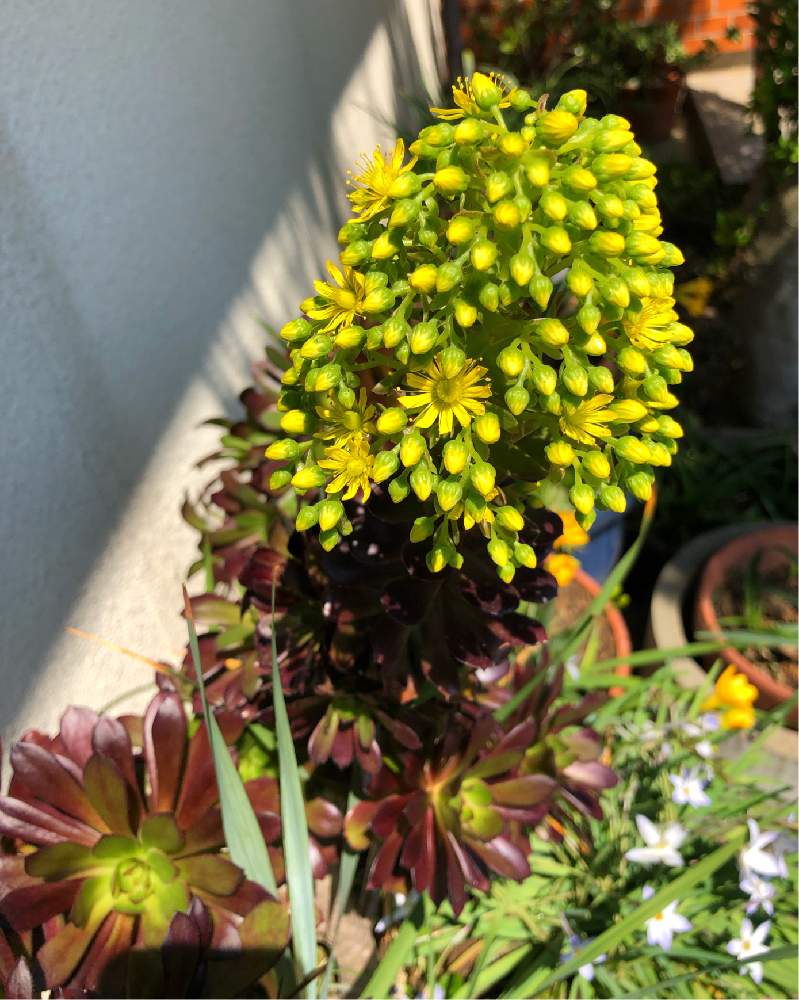 小さな庭の画像 by ヒメハギさん | 小さな庭とアエオニウム属 黒法師と多肉植物と多肉の花とサンシモンとアエオニウム属と黄色の花と花のある暮らしと多肉・黒法師