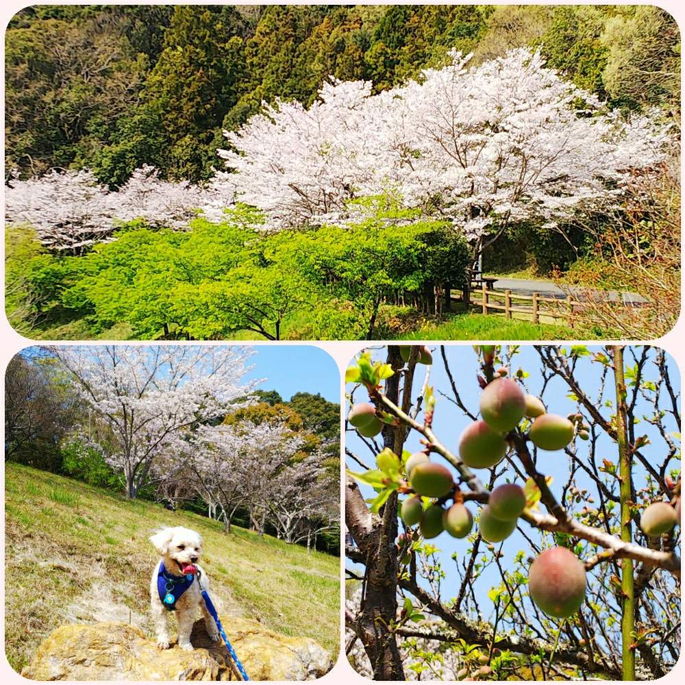 お出かけ先の画像 by lucky514さん | お出かけ先とお散歩風景と青い梅の実と4月とGS映えとGS日和とマルプーラッキー散歩とさくらの花と花のある暮らしと青空