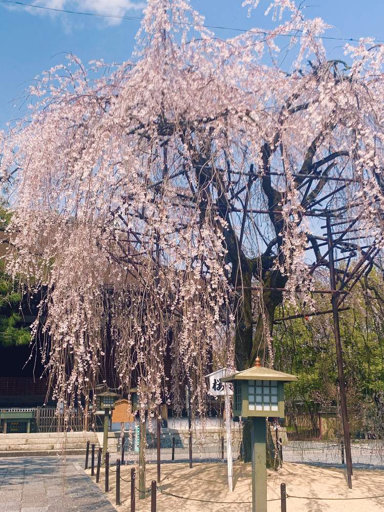 お出かけ先の画像 by kako♪さん | お出かけ先と『2019桜』フォトコンテストと阿亀桜としだれ桜*と桜 さくら サクラサクとシダレザクラ。と大報恩寺(千本釈迦堂)桜マップ-2019