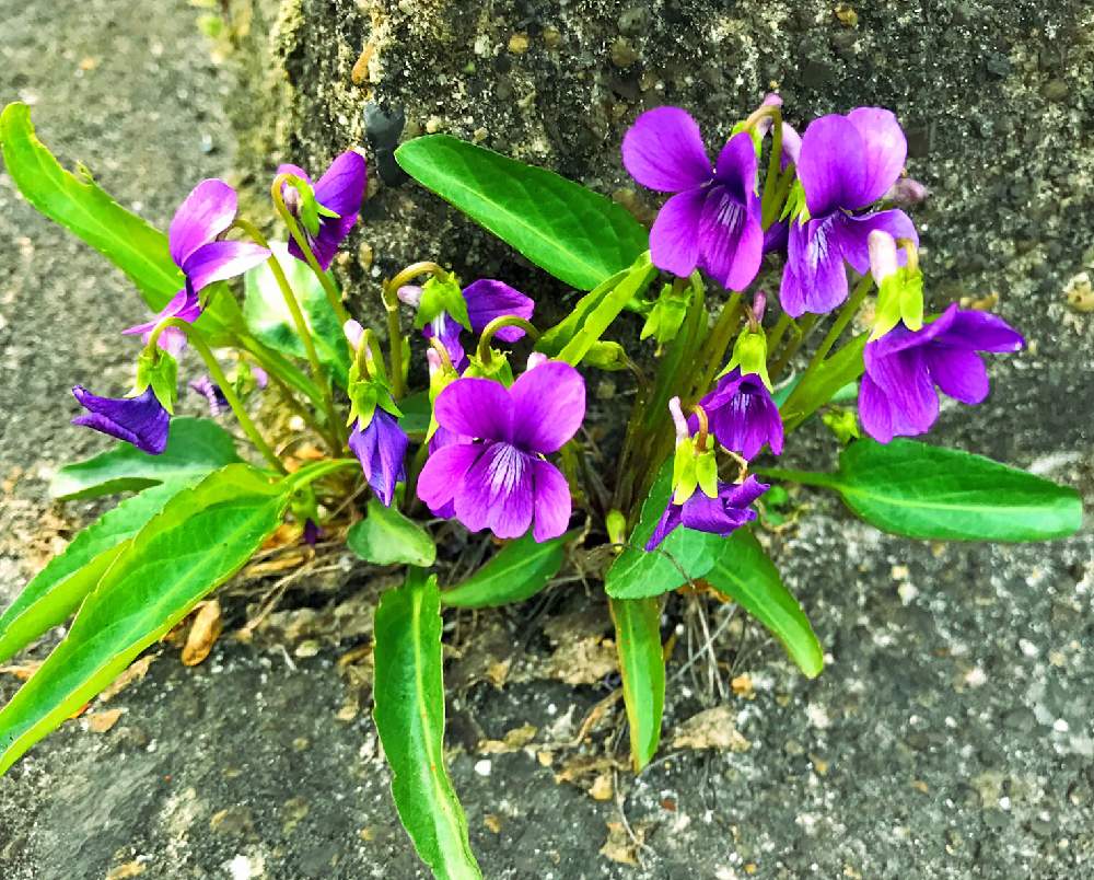 お出かけ先の画像 by チャーさん | お出かけ先とスミレと季節を感じる♪と野の花とチャーさんのリポートと山野草と季節の 便りとチャーさんの 里山歩きとチャーさんの季節のアレンジとすみれ( 菫 )