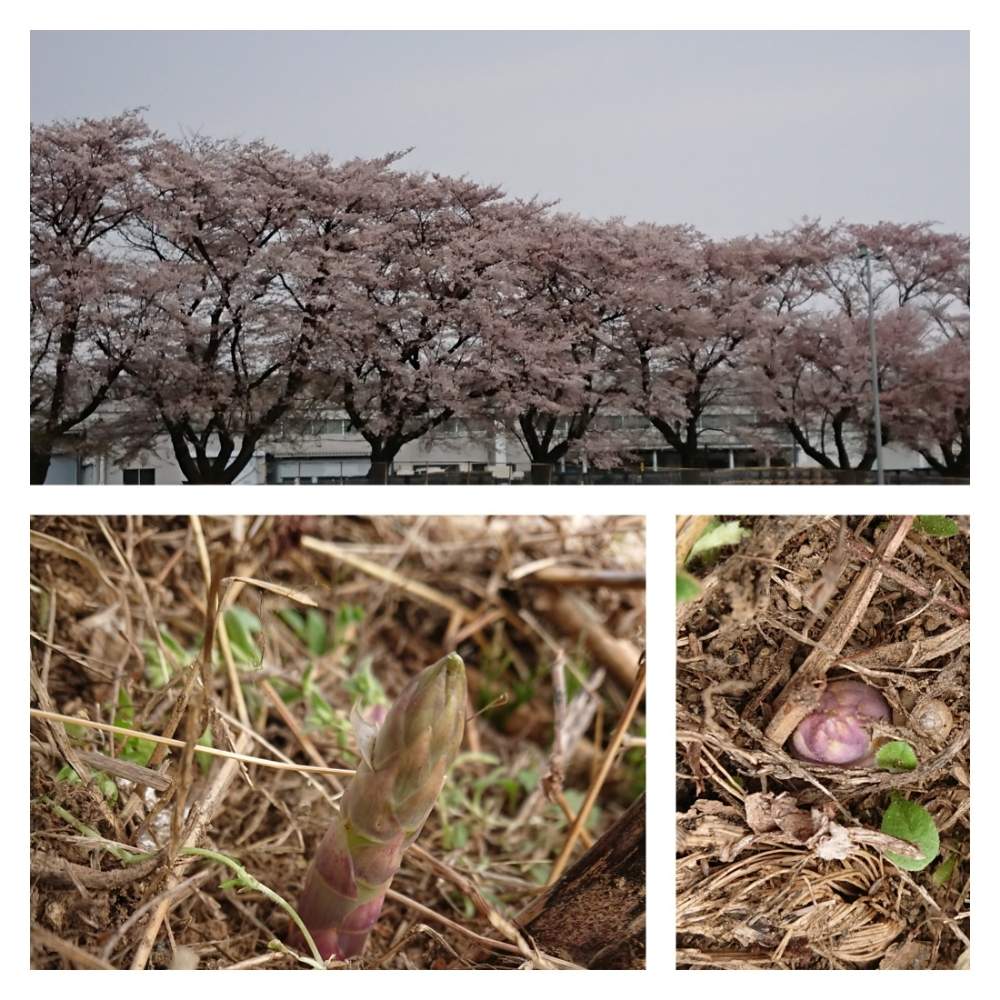 お出かけ先の画像 by たまさん | お出かけ先と(*゚▽゚)ノ日本と東北、北海道に光をとノーモア自粛と黒ニャンコ隊とGSといつもありがとう♡と北の大地北海道とGreen &PETS を愛する会と皆さんありがとうございますとアライグマ退治と春が(๑`ᗨ´๑)ڡ 来ーるー!!!と保護猫とGreenSnapMarche YOKOHAMA2019とthe埼玉と地球がプンプン丸と気の合う仲間と家庭菜園奮闘日記と猫のいる暮らしと北海道150年と頑張れ!厚真町