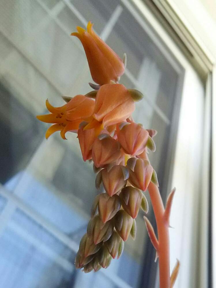 バルコニー/ベランダの画像 by サクマハロさん | バルコニー/ベランダと多肉植物とGS映えと植中毒とオリオン☆と多肉女子とタニラーとベランダーと多肉花芽