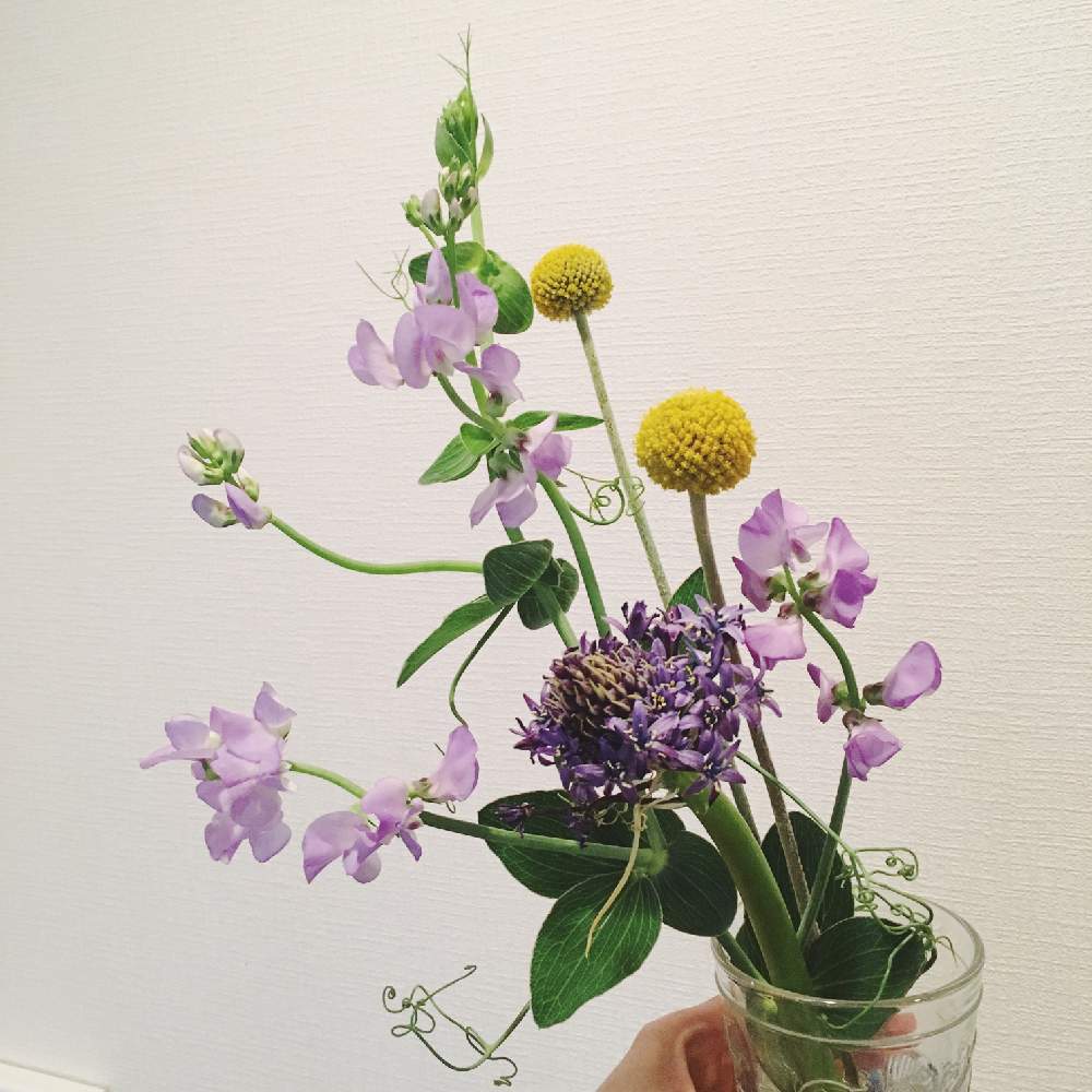 部屋の画像 by mamiさん | 部屋とシラー・ペルビアナとクラスペディアとクラスペディアと宿根スイートピーと花のある暮らし