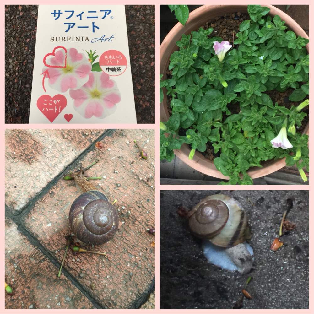 小さな庭の画像 by エリザベスさん | 小さな庭と花のある暮らしとももいろハートとカタツムリ