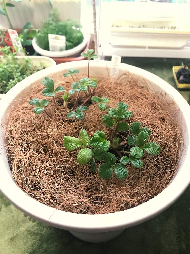 窓辺の画像 by エインスさん | 窓辺とホワイトピーチベリーとせっかちは禁止とハンキング いちごと植欲と食欲と伸び代はある…はずとFランク栽培マンと花のある暮らしと家庭菜園奮闘日記とキイチゴ属と窓際栽培