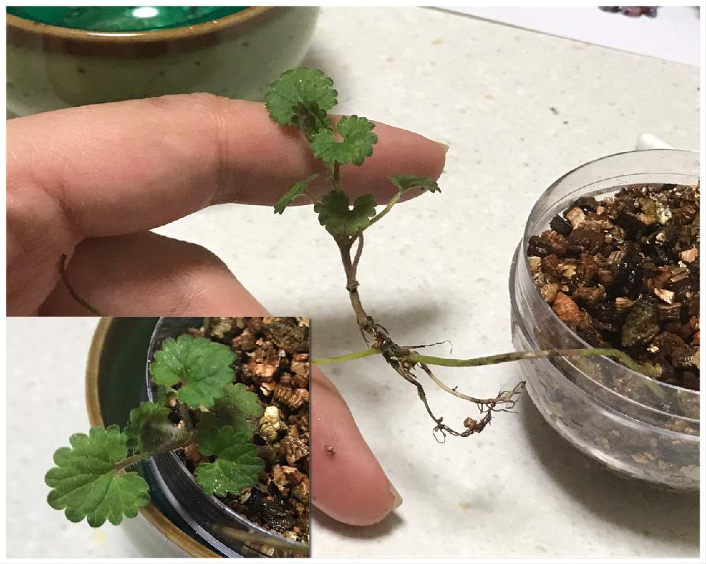 窓辺の画像 by エインスさん | 窓辺とグレコマとせっかちは禁止と植欲と食欲と伸び代はある…はずとお前は誰だ!!とFランク栽培マンとベランダ菜園とインコの下僕と窓際栽培