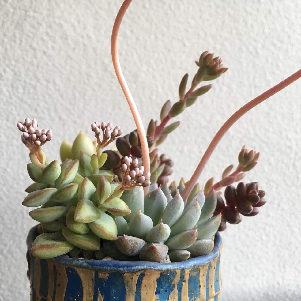 インテリアの画像 by 多肉植物アレンジshop Sedamnさん | インテリアと花芽とカッコいいと植物男子とSedamnと多肉大好きと母の日プレゼントと委託販売と毎日を特別にと癒しと良い天気と一点物とはるが来た!と笠間焼きとエケベリア属と販売中と可愛いと花のある暮らしとかわいいな♡と母の日