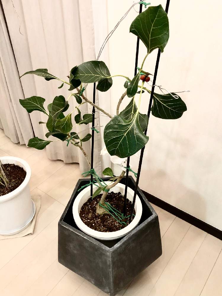 部屋の画像 by GURIさん | 部屋とフィカスベンガレンシスクリシュナと観葉植物と矯正と針金とGS映えとクリシュナさんと断水中