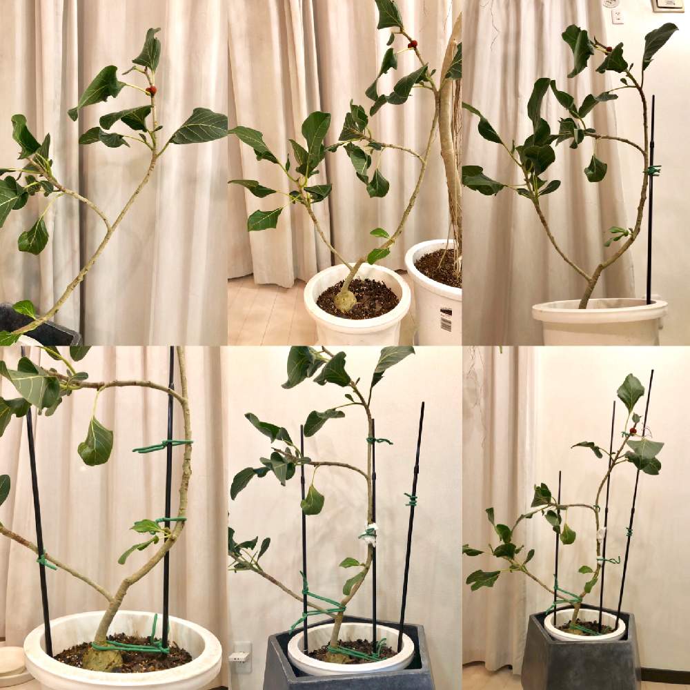 部屋の画像 by GURIさん | 部屋とフィカスベンガレンシスクリシュナと観葉植物と矯正と針金とクリシュナさんと断水中