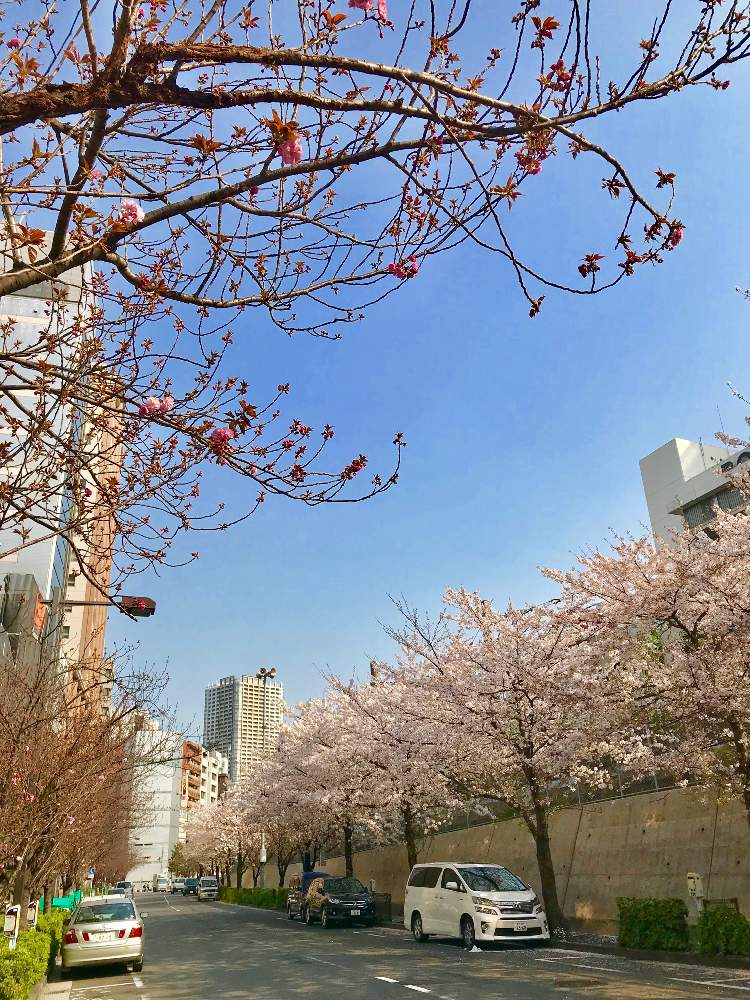 お出かけ先の画像 by TIさん | お出かけ先と『2019桜』フォトコンテストと五反田-桜マップ2019-
