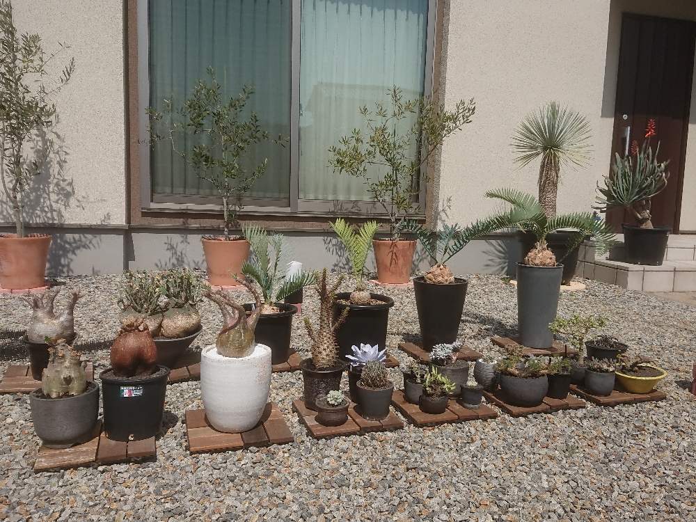広い庭の画像 by masaさん | 広い庭と多肉植物と現地球とアロエ科と南アフリカ原産とユッカロストラータ☆とサルコカウロン属と植中毒とサルコカウロンムルチフィズムとエケベリア属とアロエ属と塊根植物とエンセファラルトス属と珍奇植物とサルコカウロン・ヘレーとエンセファラルトス レーマニー☆と蘇鉄愛とチレコドン属とオトンナクラビフォリア