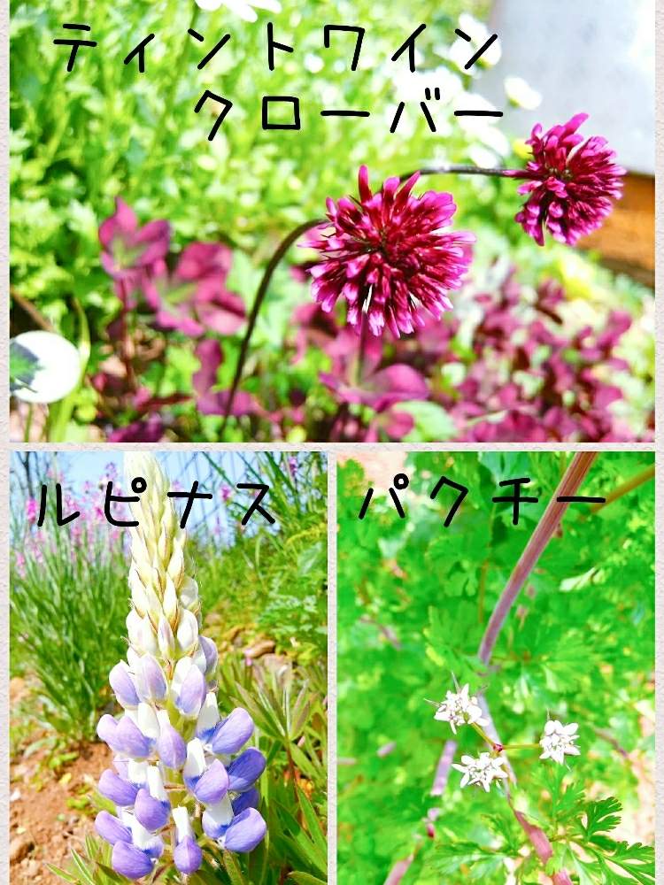 畑の画像 by ルミさん | 畑とティントクローバーと畑の花とルピナスリリアンと パクチーと花のある暮らし