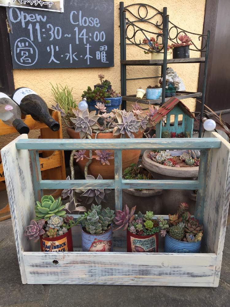 玄関の画像 by はるるんさん | 玄関と多肉植物と多肉好きと繋がりたいとランチタイムはパスタ屋とプレゼントとお気に入り♡と群馬タニラーと植中毒と多肉女子とたにおたくらぶNO.91とタニラーとプレゼント企画当選品とたにおたくらぶとランチタイム☆と夜は居酒屋さんです。