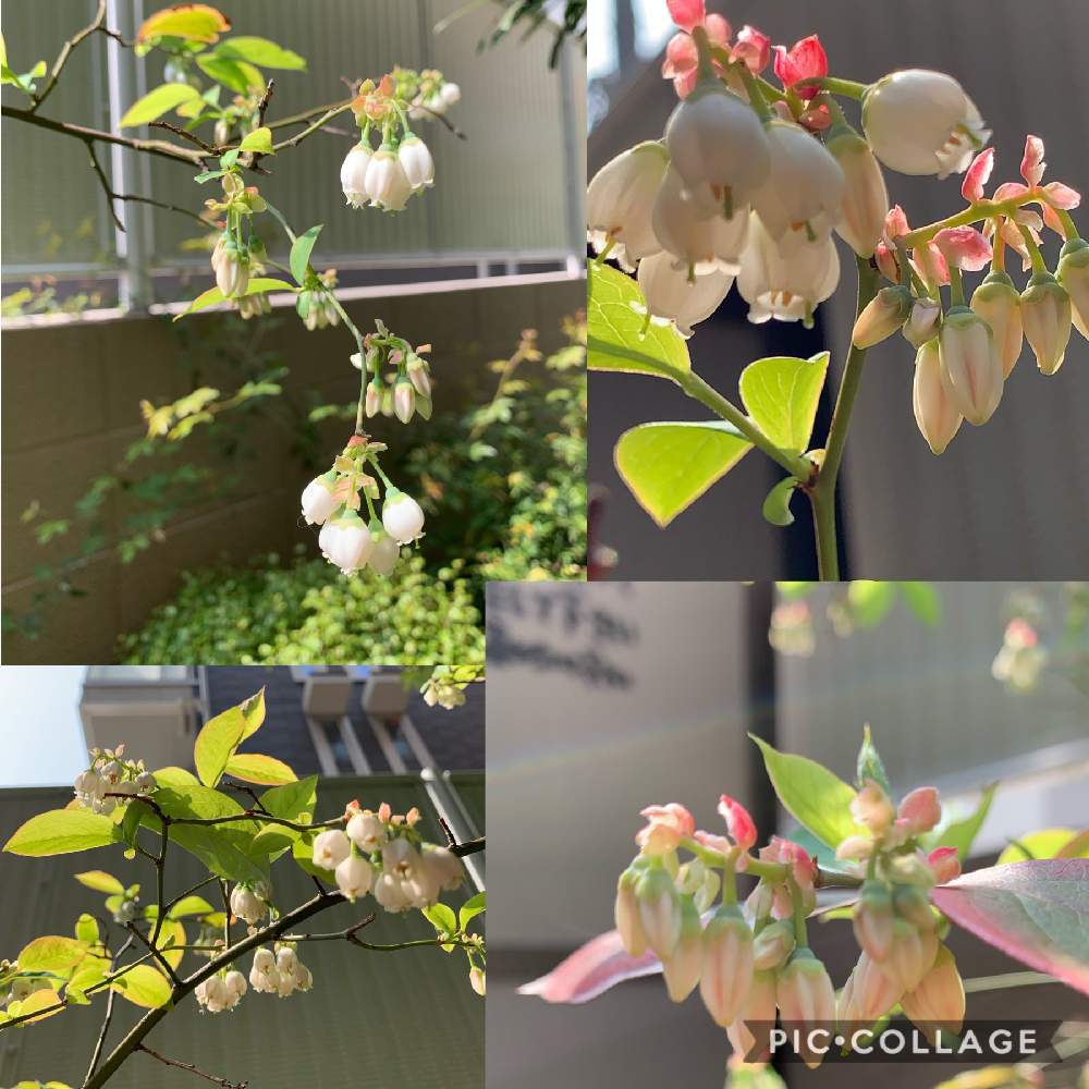 小さな庭の画像 by スイカさん | 小さな庭と釣鐘状のお花と今日の花と花のある暮らしとかわいいな♡とチーム福岡と白いお花♡