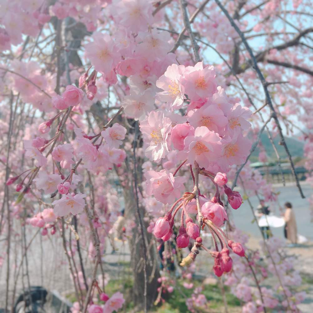 お出かけ先の画像 by ねろりん☆さん | お出かけ先と枝垂れ桜と日本人の心と暫しうっとり♡と花のある暮らしと嵐山とルンルン♪と可愛いとピンク❤︎ピンクとかわいいな♡と淡いピンク色