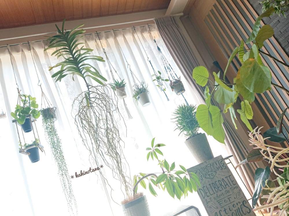 部屋の画像 by ✻カキノタネ✻さん | 部屋とリプサリスピンクサリーとモンキーツリーとウンベラータとバンダと観葉植物とbizarrefarmとお気に入り♡とカッコいい♡と山下公園とGreenSnapMarche YOKOHAMA2019ともりもりとmaiチャンボードと可愛い♡