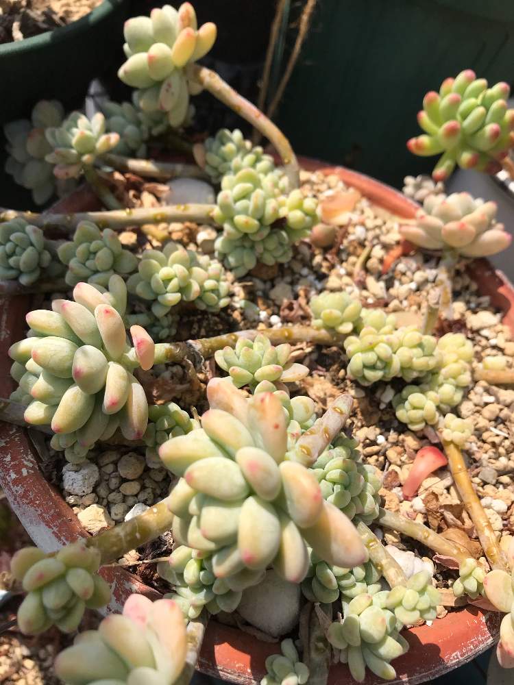 小さな庭の画像 by ちゃぴ丸さん | 小さな庭と多肉植物と冬越しともりもり多肉と ロッティと春が来た❣️