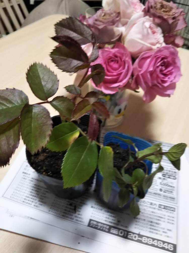 の画像 by まきさん | ラベンダーミントとノヴァーリスと薔薇 ノヴァーリスとキュンキュン乙女倶楽部とキュンキュン乙女倶楽部No.244とバラと夢CLUBとバラ ブロッサムピンクとローズとバラ テナチュールと挿し木とバラ マリコ