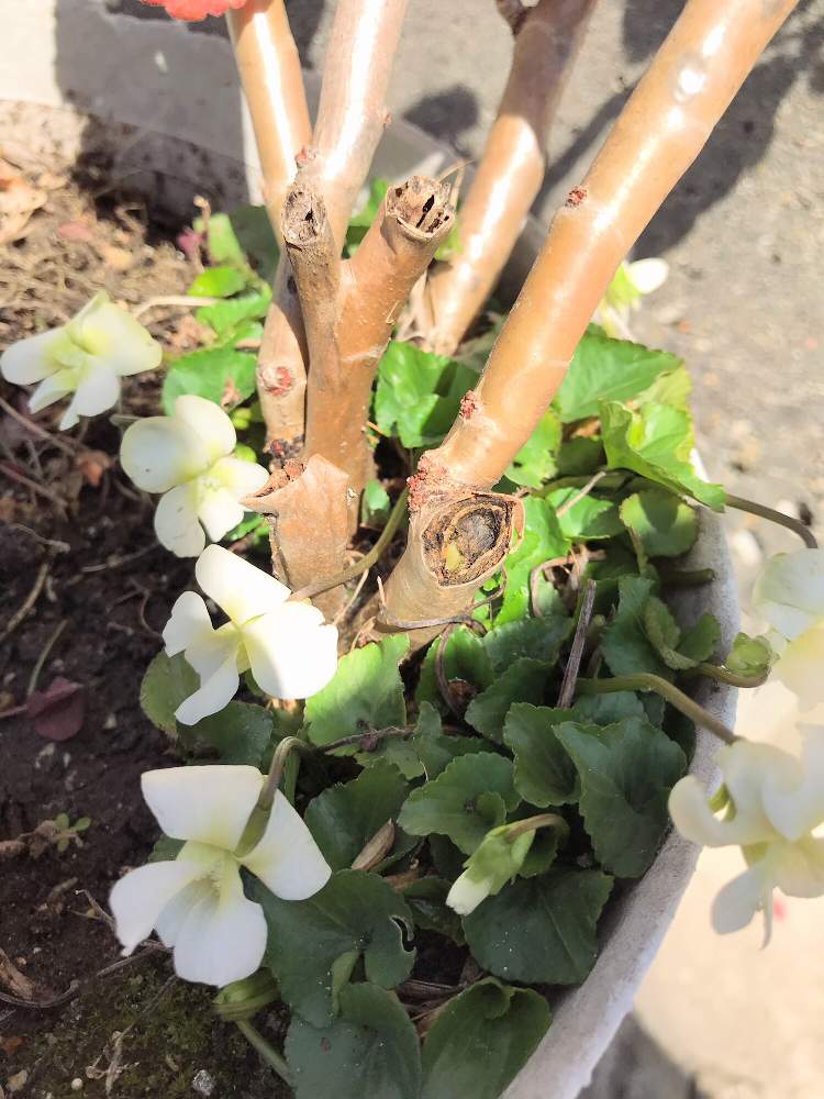 アプローチの画像 by チャーさん | アプローチと白すみれとゼラニウムと季節を感じる♪と野の花とチャーさんのリポートと山野草とスミレ好きと季節の 便りとチャーさんの 里山歩きとチャーさんの季節のアレンジとすみれ( 菫 )とノハラー