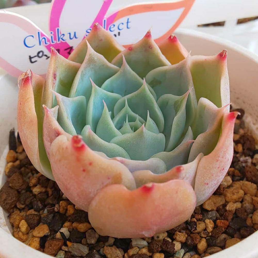 バルコニー/ベランダの画像 by Succulent so cute ♥さん | バルコニー/ベランダとPink mermeidとピンクマーメイドとチーム大阪とno green no lifeとお気に入り~✴️と春の多肉ちゃんとエケベリア属とスマホ撮影加工なしとsucculent so cute ♥️とチームグリーンとgreenとSucculent Lifeとenjoy botanical life ♥️とcute ♥️ エケとso cute garden ♥️とピンクの爪の多肉ちゃんとcute ♥️ ピンクマーメイドとGS萌え~✴️と多肉コレクション♥と葉っぱlove♥とsucculentとsucculent love ♥