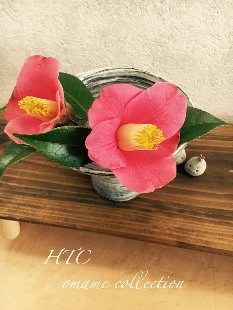 部屋の画像 by お豆さん | 部屋とHTCとキュンキュン乙女倶楽部とすぐ乗る課とB型種族とHTC課長と全国おやじ連合会No.9とヤブツバキ( 薮椿 )と全国オヤジ連合会と池江璃花子さん♥️と多肉2016同期と頑張れ♡えっこと寒の戻り