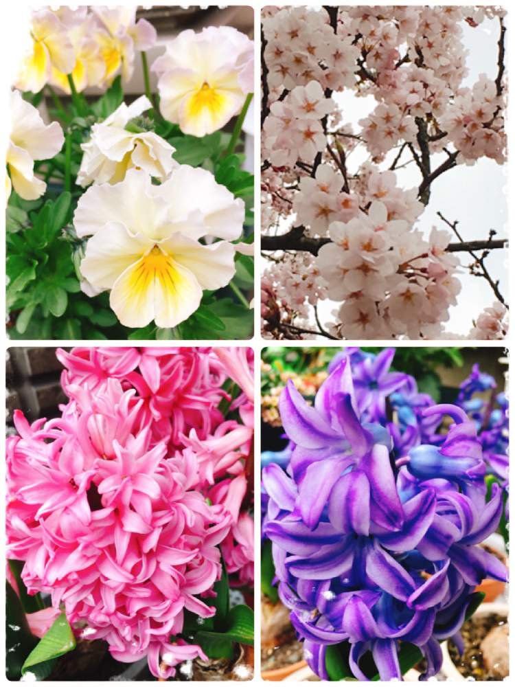 の画像 by 水無月さん | ビオラとさくら サクラ 桜とヒヤシンスと元気に育ちますようにとさくらさくら咲け咲けさくらとビオラ・パンジーと富山支部とピンク❤︎ピンクと青い花とヒヤシンスの花とビオラ寄せ植えとお花見と春ですね♪と『秋植え球根』フォトコンテストと花のある暮らしと白い花とかわいいな♡と小花好きとおおきくなあれと大好きビオラ