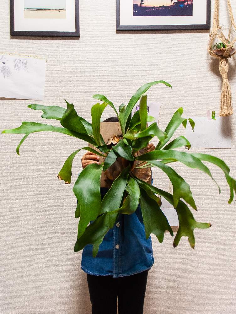 インテリアの画像 by youさん | インテリアとGS映えと植中毒とhana farmとDIYと珍奇植物