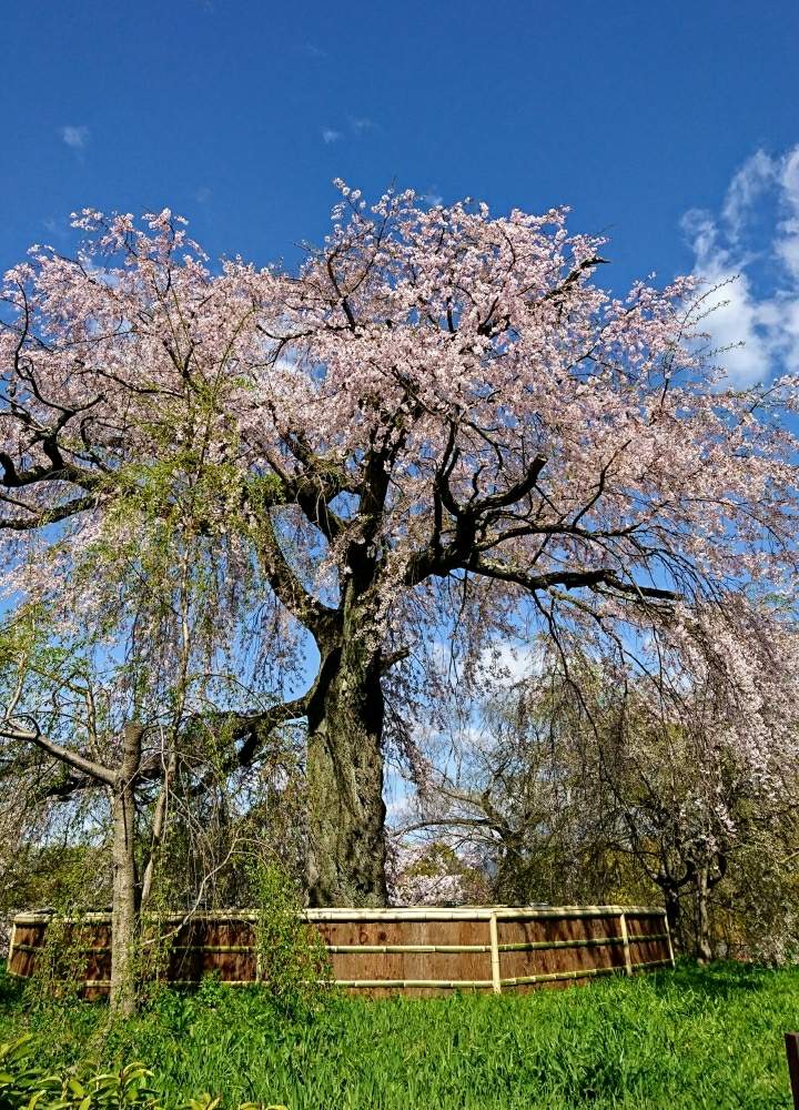 お出かけ先の画像 by CYOKO2(チョコツー)さん | お出かけ先と円山公園とキュンキュン乙女倶楽部とステキ☆と『2019桜』フォトコンテストとGS映えとしだれ桜*と桜の花♡と青空とコラボシリーズと花のある暮らしとかわいいな♡
