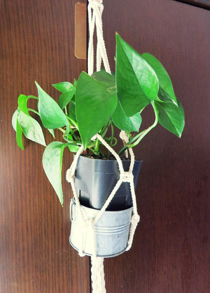 窓辺の画像 by muuufkrさん | 窓辺とポトスと観葉植物と植物のある暮らしと成長期と綺麗なミドリと葉っぱのある暮らしとポトス♪と挿し木とGS日和とno green no lifeと今日の一枚と自己流とポトスパーフェクトグリーン。と美しいと成長記録と吊り鉢と雨の日と癒しのひと時