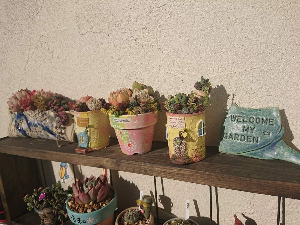 広い庭の画像 by わらちゃん☆さん | 広い庭とちまちま 寄せと多肉植物 寄せ植えとGSミニモニ。No.9とマイガーデンと多肉のある暮らしと多肉女子とちまラボちびーズとちびーズと多肉初心者とリメイク鉢