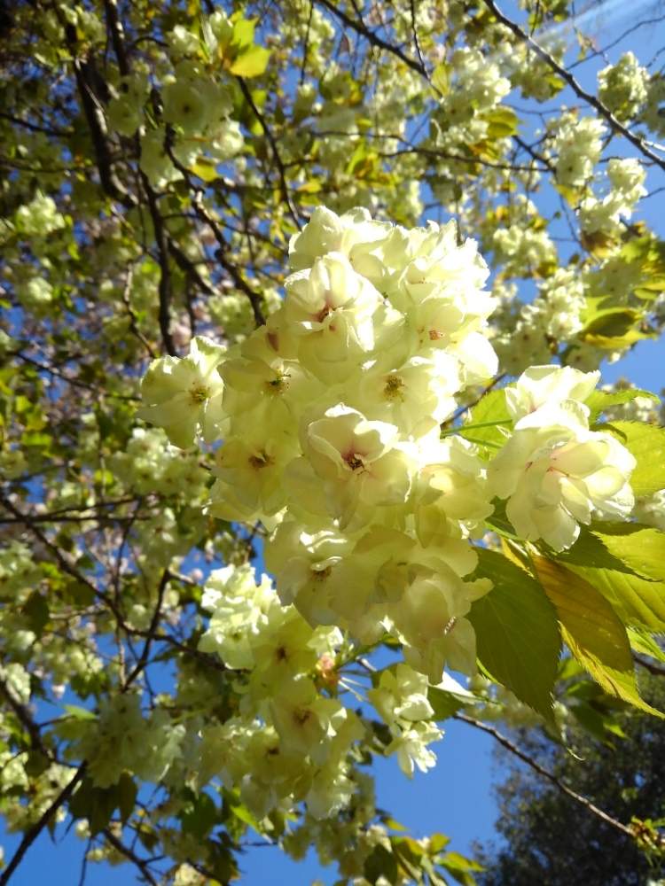 お出かけ先の画像 by 雀さん | お出かけ先とボランティア公園と花のある暮らし