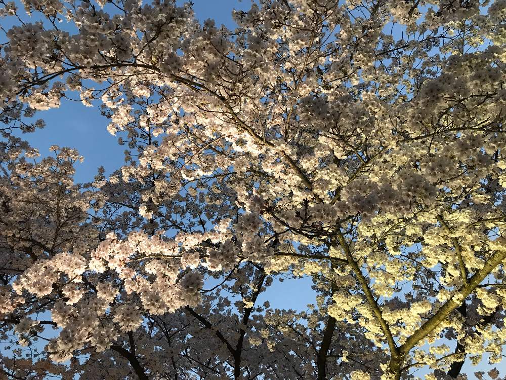 お出かけ先の画像 by ayuayucchiさん | お出かけ先とさくら サクラ 桜と花のある暮らしと桜 ソメイヨシノと京都府立植物園