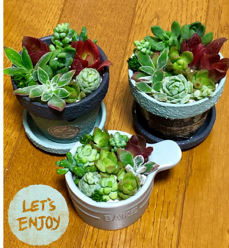 部屋の画像 by チビかずさん | 部屋と多肉中毒☆と寄せ植えと可愛い多肉ちゃん❤︎と多肉ラボ©と多肉女子とコメリPlantと多肉増殖計画とリメイク鉢