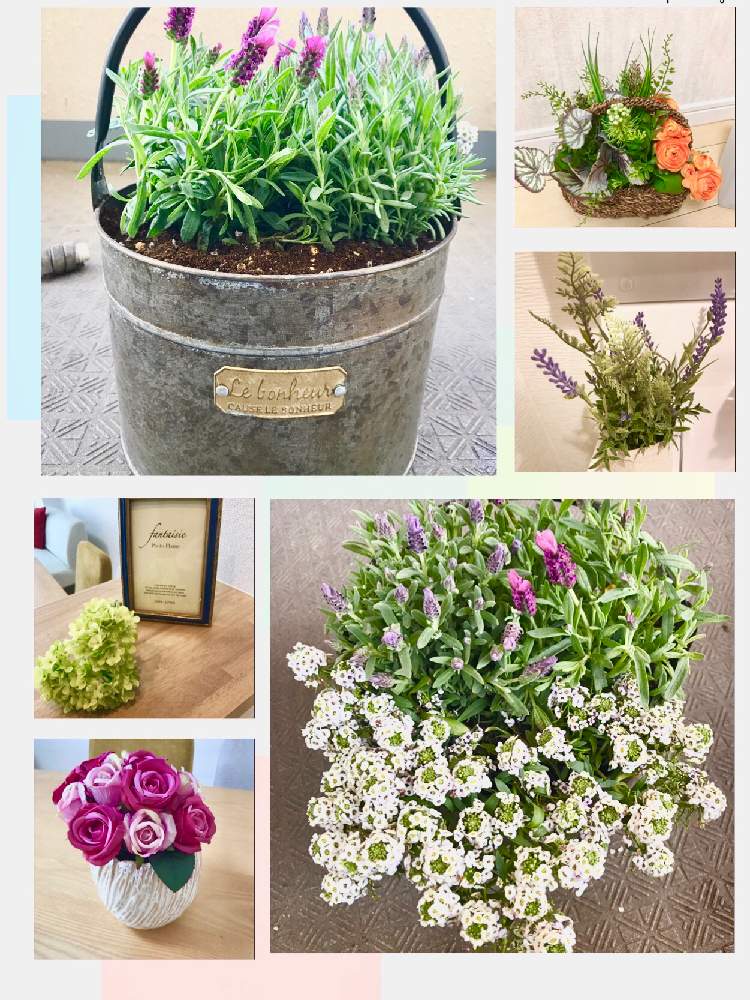 バルコニー/ベランダの画像 by ねーさん1203さん | バルコニー/ベランダとムラサキの花と寄せ植えとお花の寄せ植えとお花が楽しみとはるが来た!とラベンダー☆と可愛い~( ´艸`)♡といいにおい♡と可愛い〜♡と造花とお花が好き♡とフレンチ ラベンダーといい香りと可愛いと花のある暮らしとお花とアリッサム♡とブリキ缶と アリッサムと可愛い鉢
