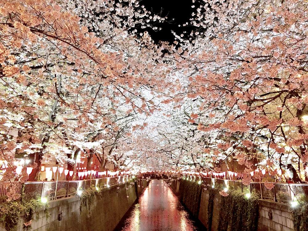 お出かけ先の画像 by Junさん | お出かけ先とソメイヨシノとさくら サクラ 桜と東京と『2019桜』フォトコンテストとno green no lifeとToday's botanicalと目黒川-桜マップ2019-と目黒川とbotanical lifeと中目黒とGreenSnapmarcheと花のある暮らしとさくら