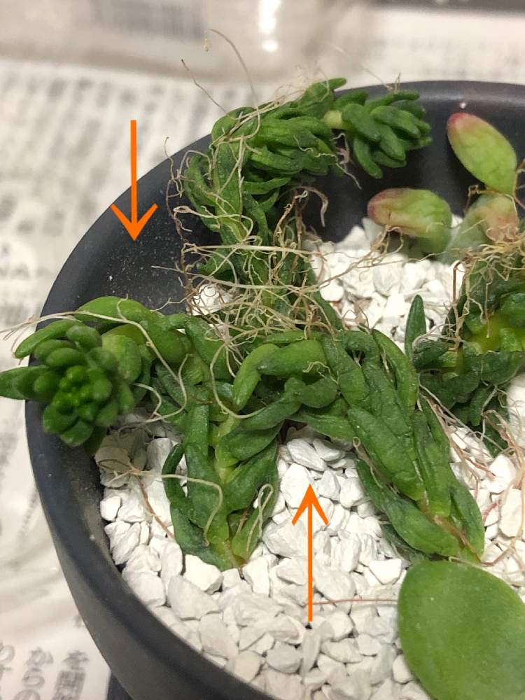 部屋の画像 by チビかずさん | 部屋と名前を教えて!と多肉ラボ©と多肉中毒☆とコメリPlant