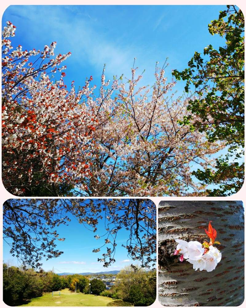 お出かけ先の画像 by lucky514さん | お出かけ先とお散歩風景と4月とGS映えとGS日和とマルプーラッキー散歩とさくらの花と花のある暮らしと青空