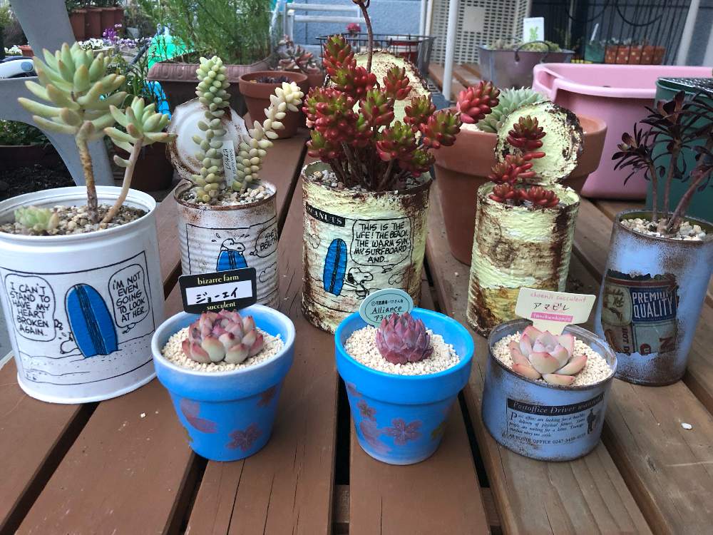 テラスの画像 by naruさん | テラスと多肉植物とリメ缶と多肉可愛いと多肉大好きと癒しとリメ鉢と多肉女子と可愛い〜♡と可愛いと多肉寄せ植えとタニク初心者