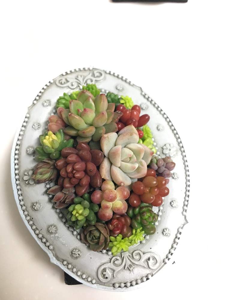 の画像 by 鯖さん | 多肉植物とインスタと同じとわが家の多肉スペースとお誘いと100均リメイクとGS映えとGS日和と今日の一枚とエケベリア女子と多肉女子とネルソル使ってます!とタニラーと作家さんの作品と錆び好き