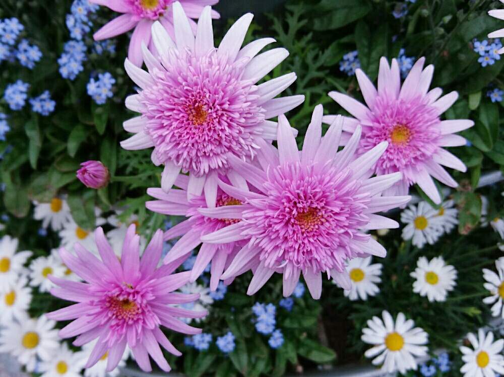 お出かけ先の画像 by misaoiさん | お出かけ先と花のある暮らしと山下公園