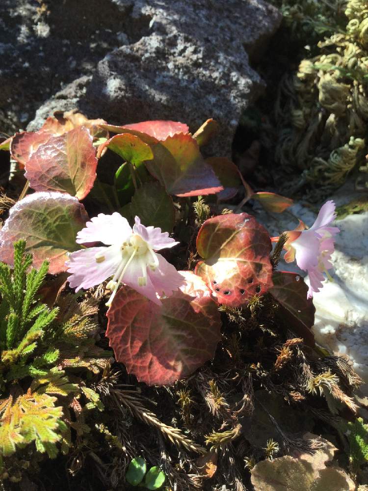 の画像 by んももさん | イワウチワと岩団扇とイワヒバと春の訪れとピンク色の花と山野草と薄桃色の花