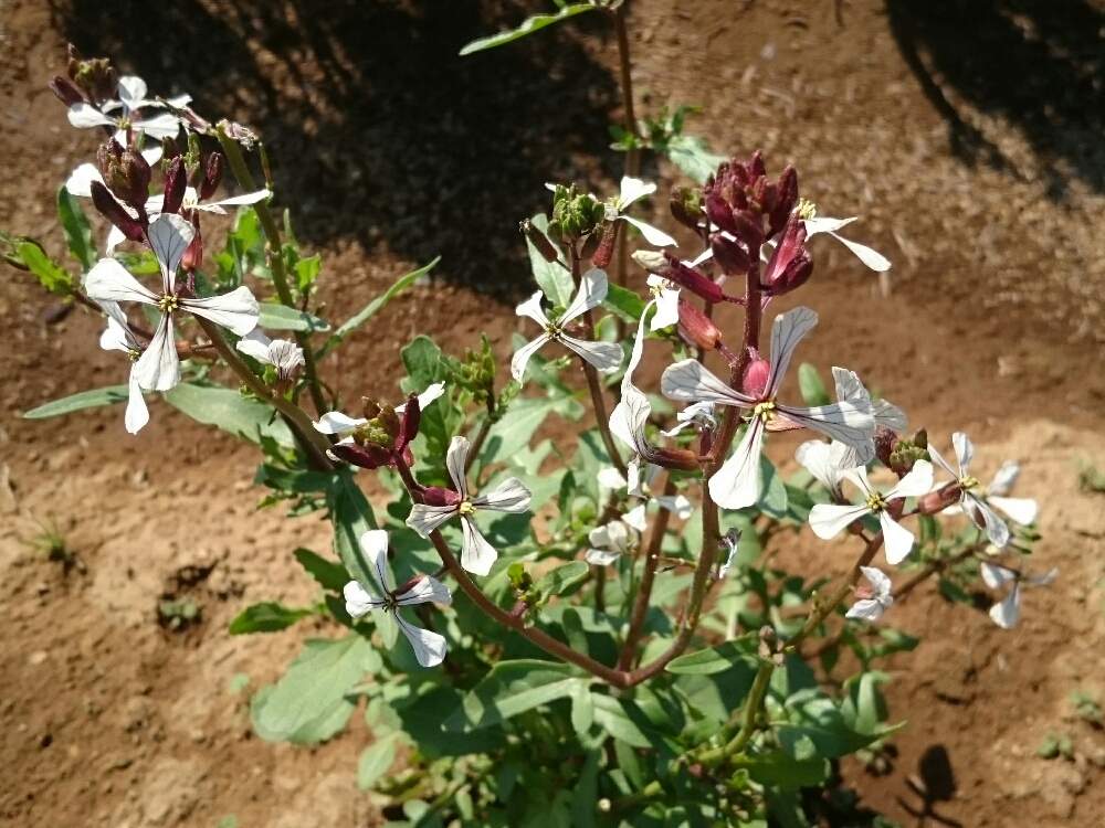 の画像 by かながわハーブナーセリーさん | ハーブの花とハーブと無農薬ハーブと横浜市泉区