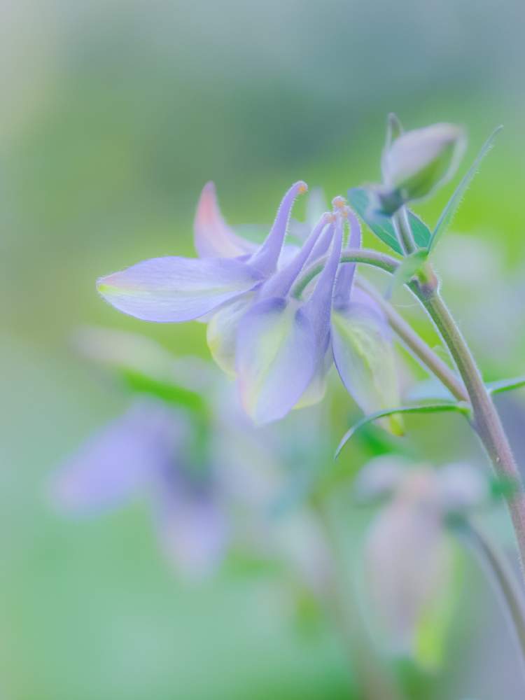 小さな庭の画像 by ままんさん | 小さな庭と花のある暮らしとオダマキの花と八重咲き西洋オダマキ